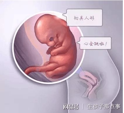 专业供卵代怀服务